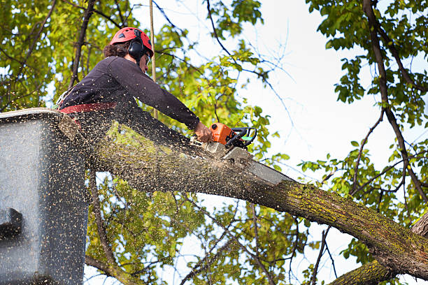 Best Stump Grinding and Removal  in Beach Haven, NJ